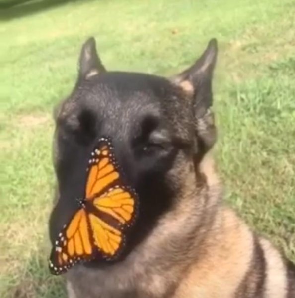 Собачка с бабочкой на носу