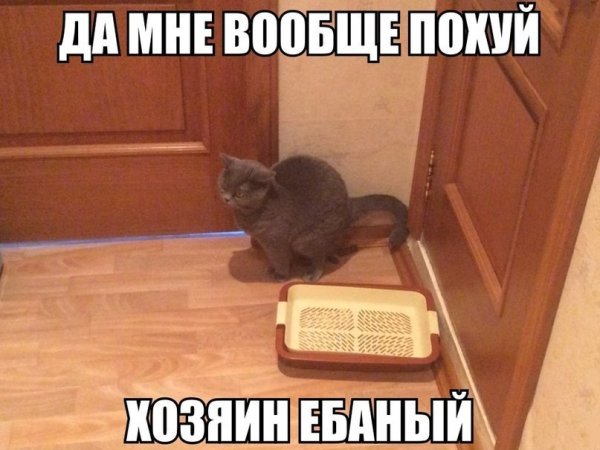 Кот гадит мимо лотка