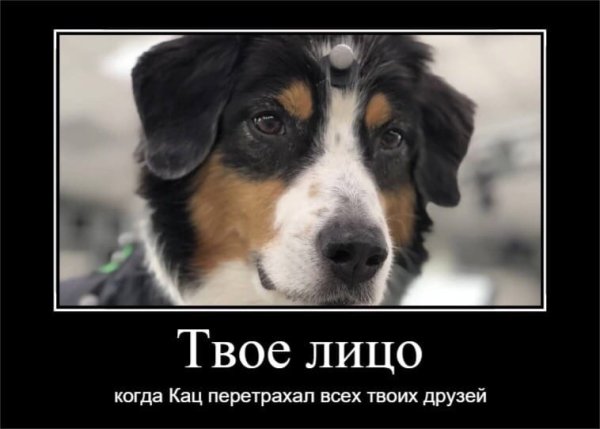 Максим Кац собаки Мем