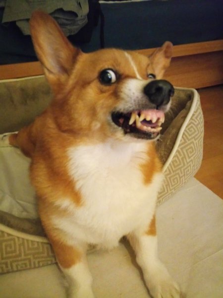 Зубы у корги пемброк