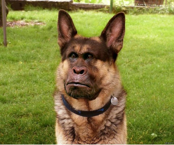 Короткая собака