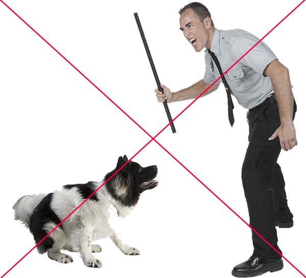 Собака бьет палкой