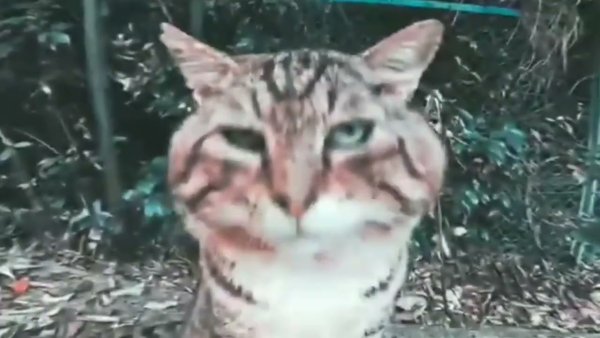 Ава кота носка