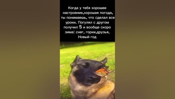 Мемы с собакой и бабочкой