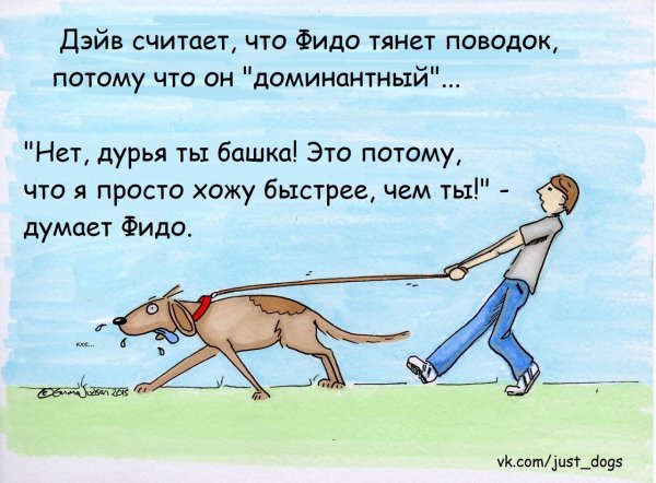 Собака тянет поводок