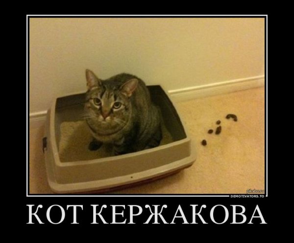 Кот в лотке Мем