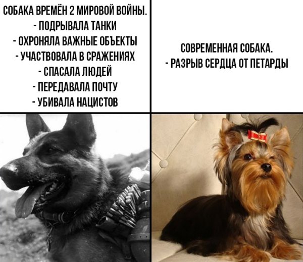 Шутки про собак