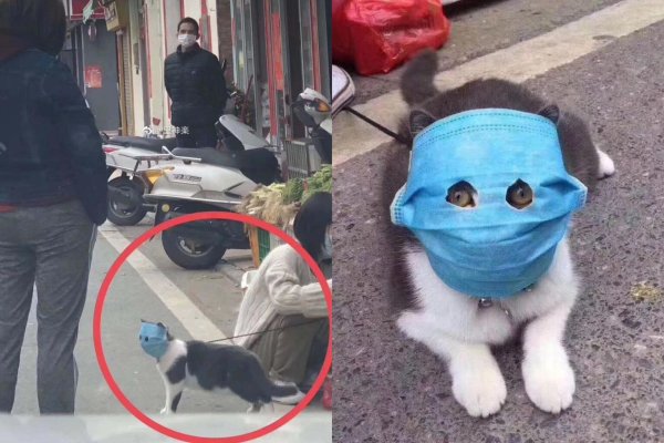 Кот в маске от коронавируса