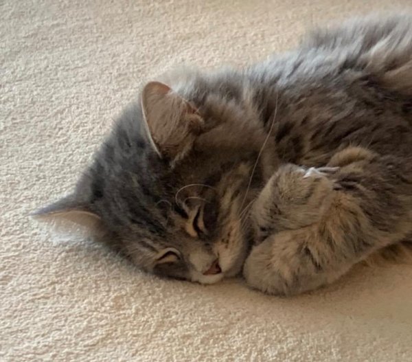 Милые котики спят