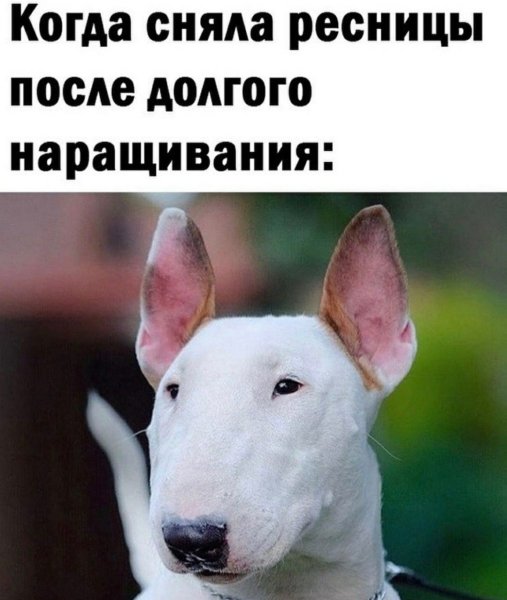 Собака с ресницами прикол