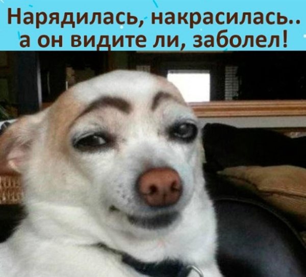 Собака с накрашенными бровями