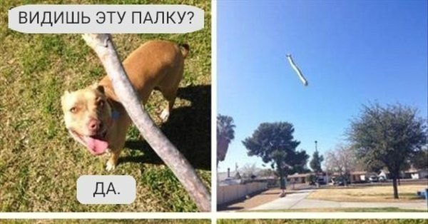 Псина с палкой