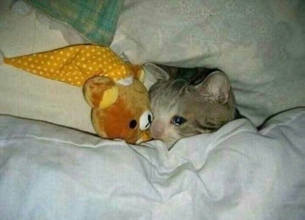 Кот плачет в кровати