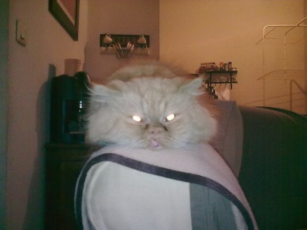 Невозмутимый кот фото