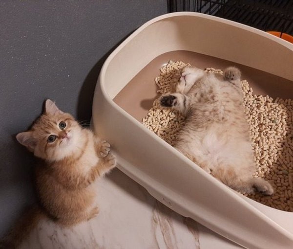 Кот в лотке