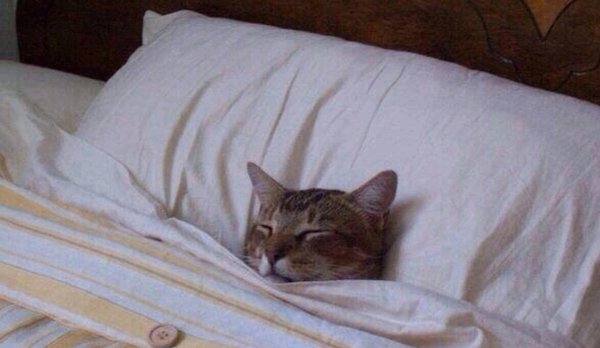 Котик лежит в кроватке