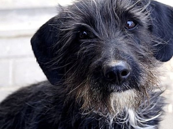 Лохмач терьер порода