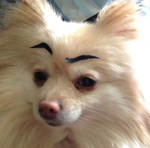 Собака ссбровями