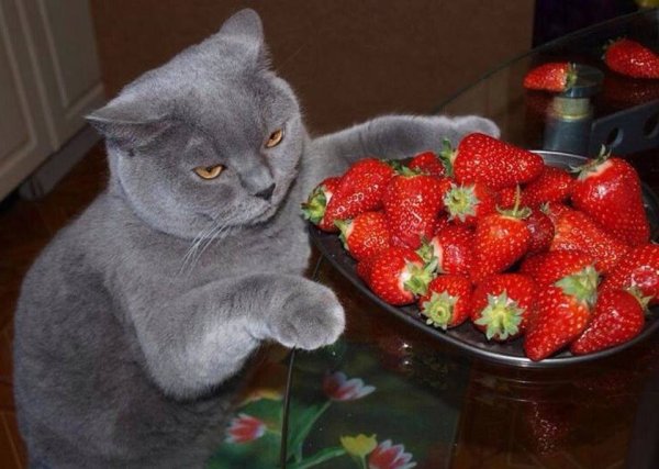 Котенок с клубникой