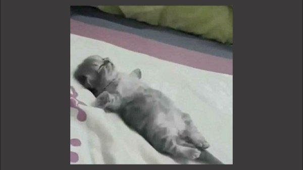 Котенок объелся