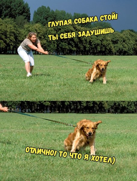 Собака тащит