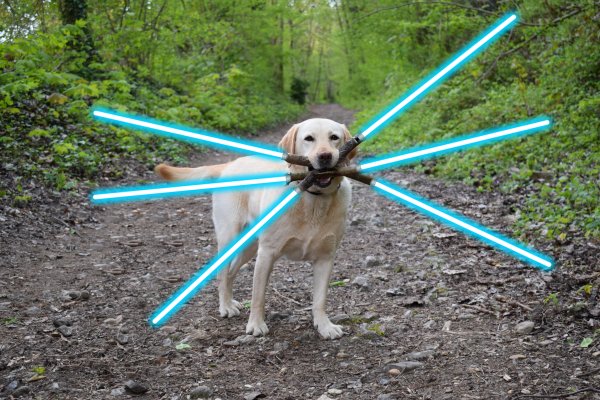 Собака с катаной