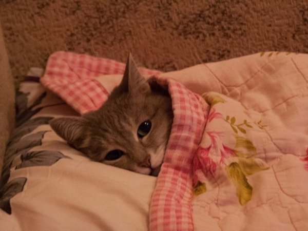 Кот лежит под одеялом