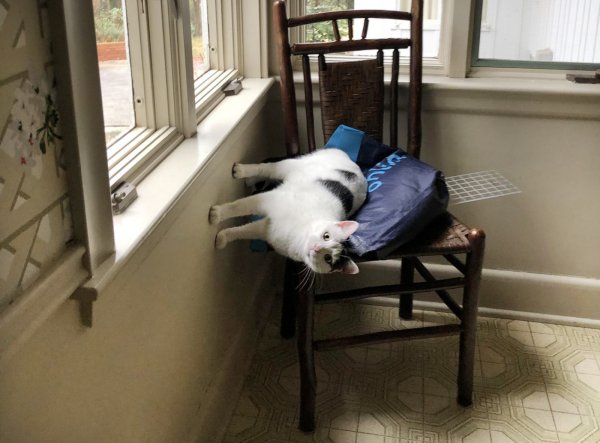 Кот сидит лежа