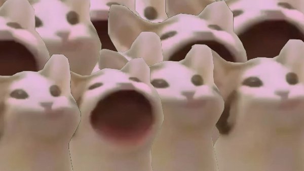 Мемы с котами с открытым ртом