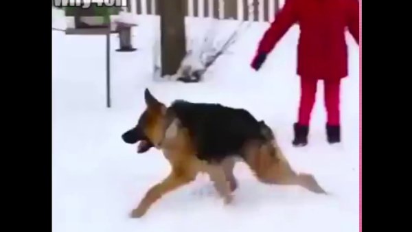 Короткая овчарка