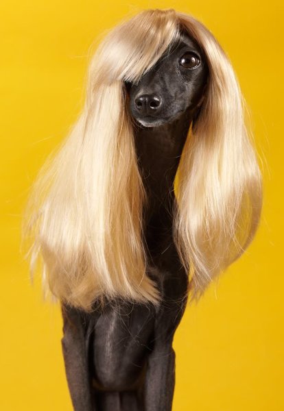 Афганская борзая