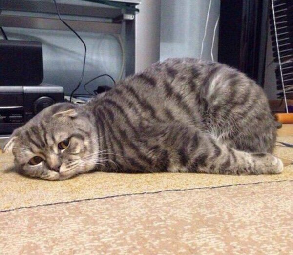 Котик устал