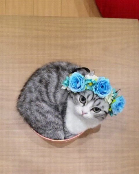 Mugimeshi323 какая порода кошки