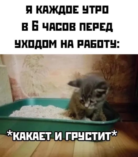 Грустит и какает кот