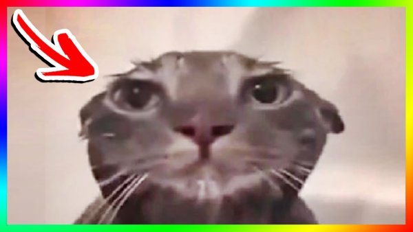 Мемный котик