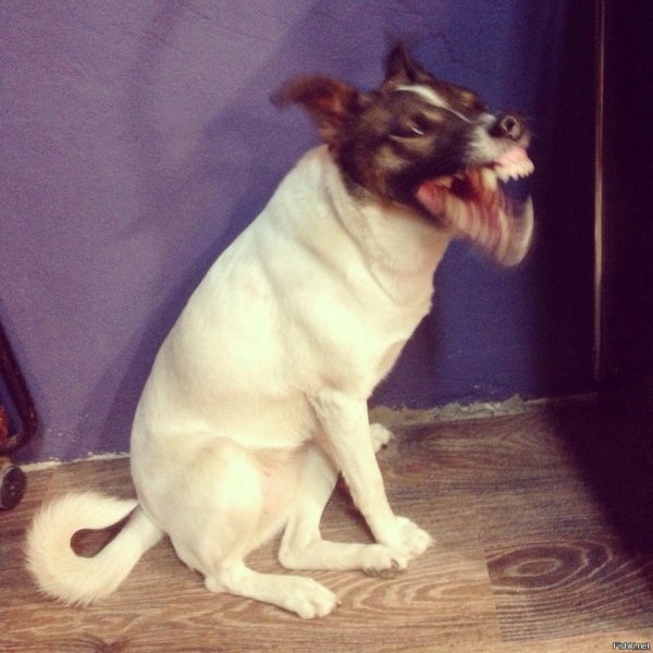 Собака заигрывает