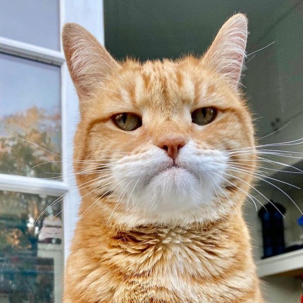 Невозмутимый кот