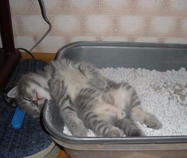 Котята ходят в лоток