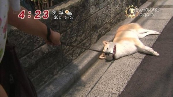 Собака утащила кота на поводке