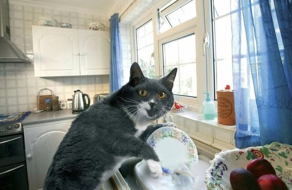 Кот убирается