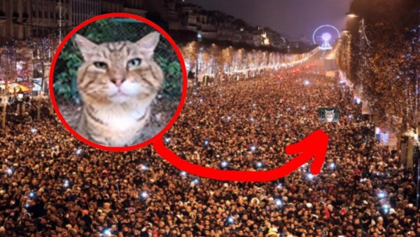 Кот носок Эдгар