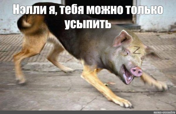 Бешеный Мем