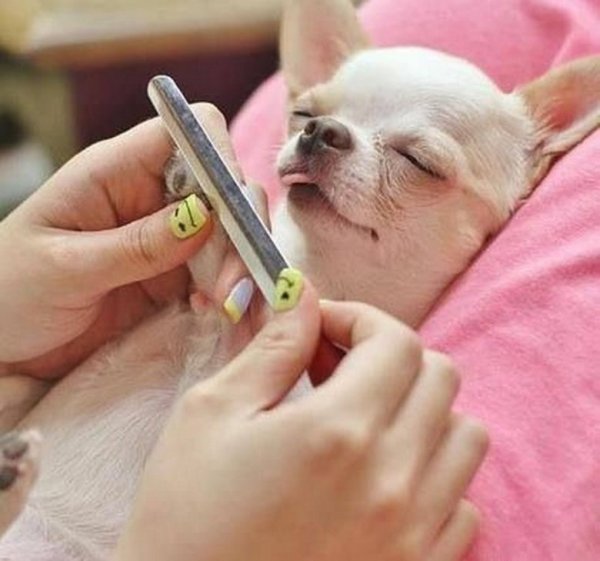 Маникюр с собаками