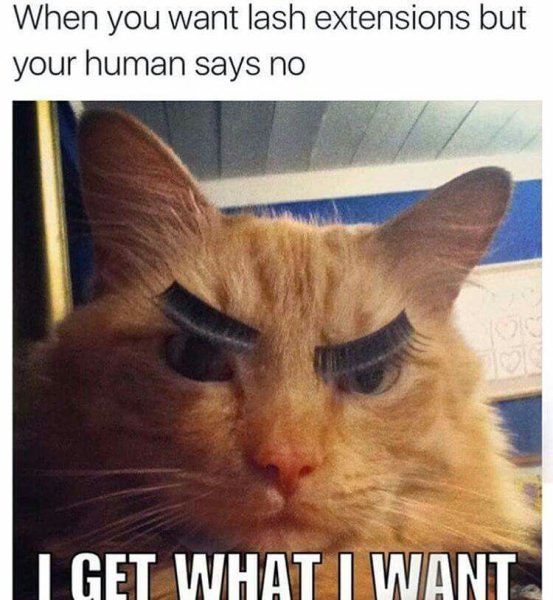 Коты с накладными ресницами