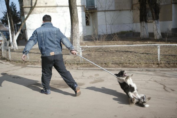 Отлов бродячие животные