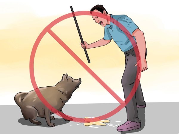 Иллюстрация жестокого обращения с животными