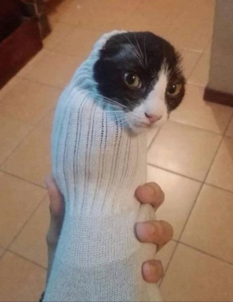 Кот с носком на голове