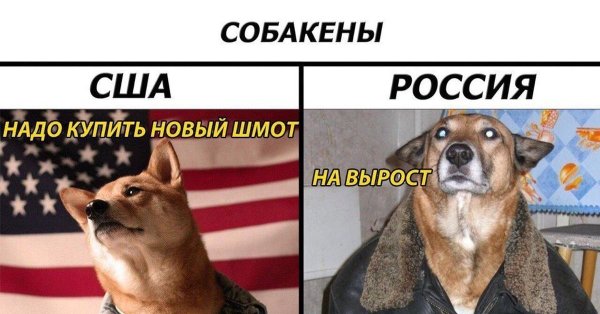 Смешные собаки мемы