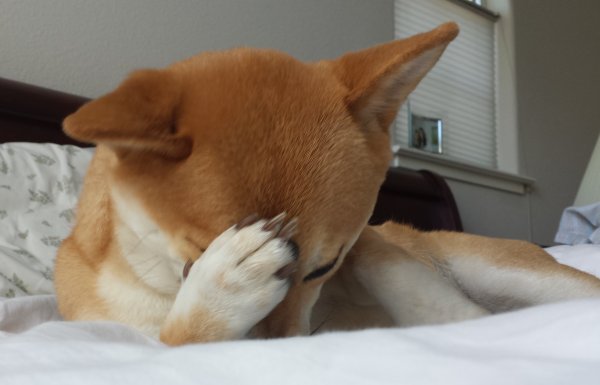 Собака закрывает морду лапами