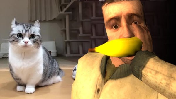 Комару кошка мемы